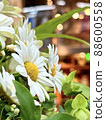 Beautiful white marguerite flowers and background lights 88600558