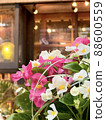 Cute white and pink flowers and background light are beautiful in the city 88600559