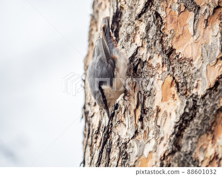 Eurasian nuthatch or wood nuthatch, lat. Sitta europaea, sitting on a tree trunk with a blurred background. Eurasian nuthatch or wood nuthatch, lat. Sitta europaea, sitting on a tree trunk with a blurred background. 88601032