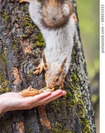 A woman feeding a squirrel in the summer park A woman feeding a squirrel in the summer park 88601033