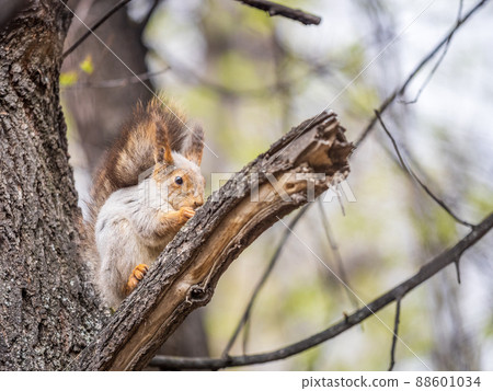 The squirrel sits on a branches in the spring or summer. 88601034
