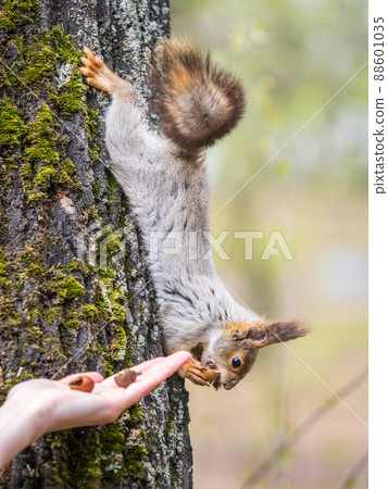 A woman feeding a squirrel in the summer park A woman feeding a squirrel in the summer park 88601035