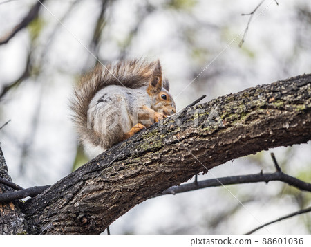 The squirrel sits on a branches in the spring or summer. The squirrel sits on a branches in the spring or summer. 88601036