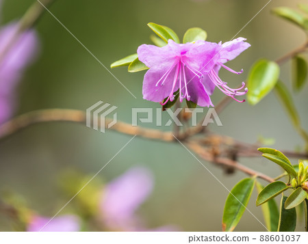 Pink flowers of Siberian rhododendron copy space. Rhododendron Ledebourii. Spring flowering of Altai rhododendron. 88601037