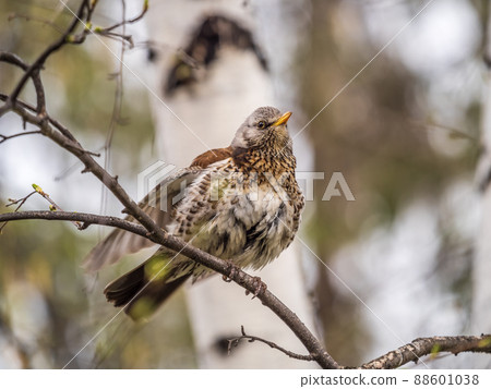 Fieldbird sits on a branch in spring with a blurred background. Fieldbird sits on a branch in spring with a blurred background. 88601038
