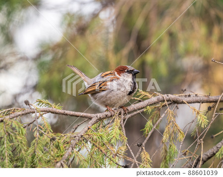 Sparrow sits on a fir branch in the sunset light. Sparrow sits on a fir branch in the sunset light. 88601039