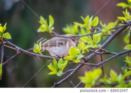 Common chiffchaff, lat. phylloscopus collybita, sitting on branch of bush in spring and looking for food 88601047