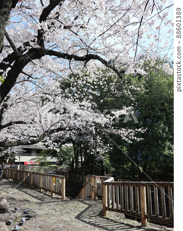 Otonashi Water Park Sakura, Kita-ku, Tokyo Otonashi Water Park Sakura, Kita-ku, Tokyo 88601389