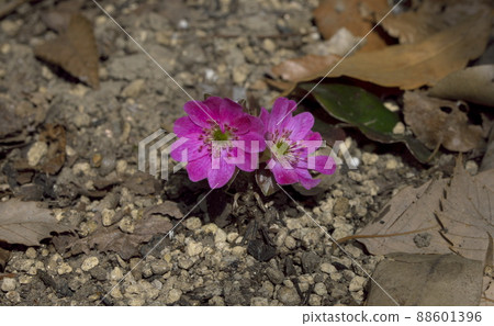 Hepatica pink 88601396