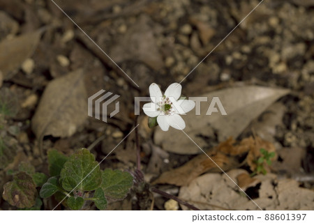 Yukiwariso Yukiwariso 88601397