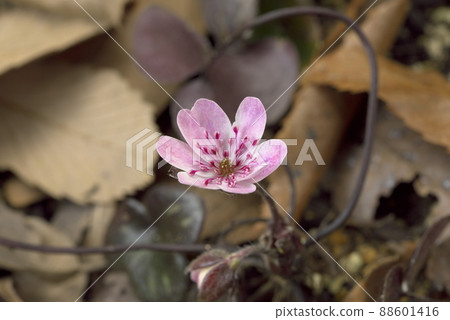 肝粉 肝粉 88601416