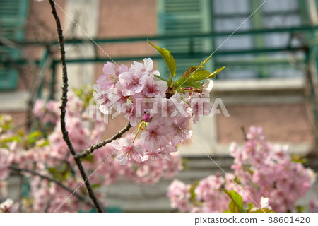 河津櫻Kawazuzakura 河津櫻Kawazuzakura 88601420