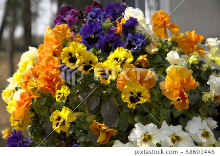 Colorful viola 88601446