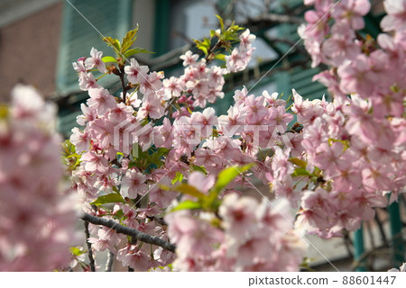 Kawazu Sakura Kawazuzakura 88601447