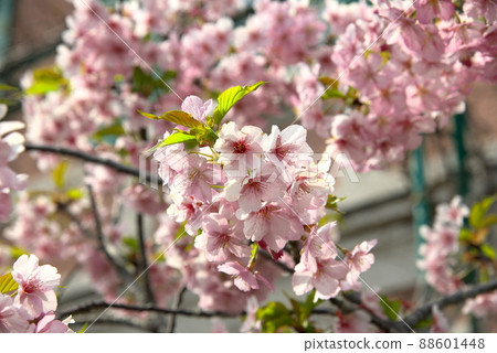 Kawazu Sakura Kawazuzakura 88601448