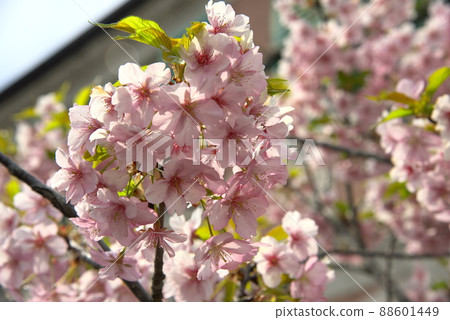 Kawazu Sakura Kawazuzakura 88601449