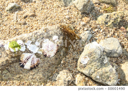 Beach and stones Beach and stones 88601490