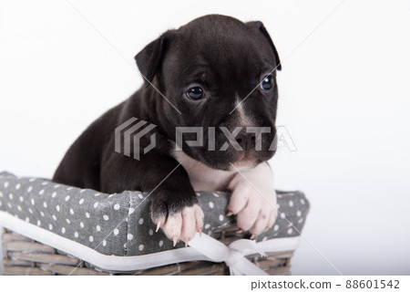 Black and white American Staffordshire Terrier dog or AmStaff puppy on white background Black and white American Staffordshire Terrier dog or AmStaff puppy on white background 88601542