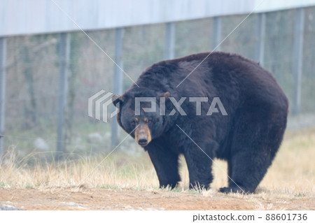 American black bear American black bear 88601736