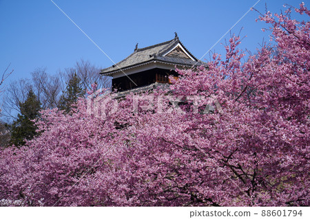 Yamazakura of Ueda Castle 88601794