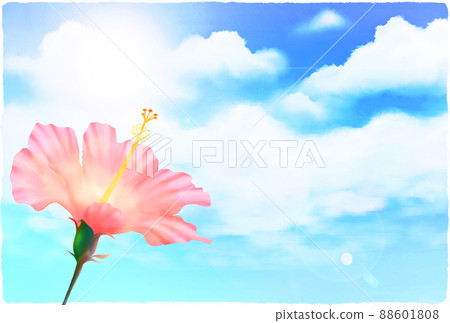 夏天的天空背景和粉紅色的芙蓉 88601808