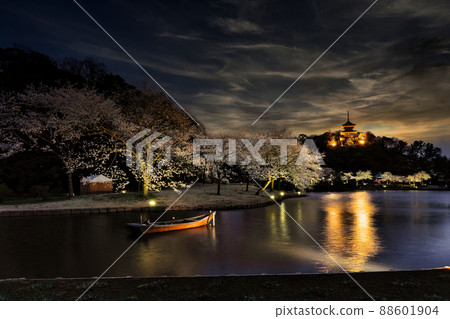 Illuminated cherry blossoms at night, Sankeien Illuminated cherry blossoms at night, Sankeien 88601904