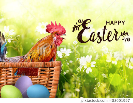 Happy Easter card. Screaming cock with eggs Happy Easter card. Screaming cock with eggs 88601997