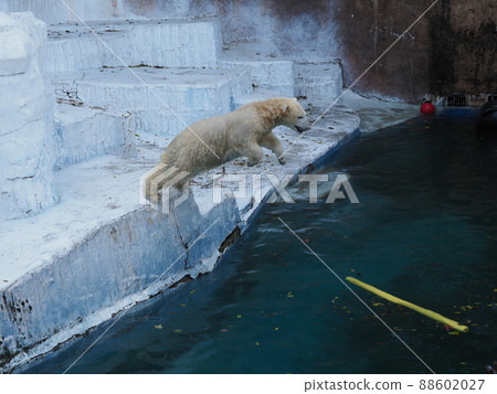 Polar bear children's jump 88602027