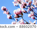Beautiful magnolia tree blossom in spring. Pink magnolia flowers on a tree branch. 88602070