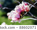 Beautiful magnolia tree blossom in spring. Pink magnolia flowers on a tree branch. 88602071