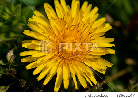 Dandelion Dandelion 88602147