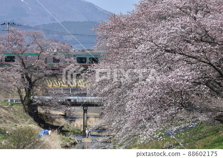 Cherry blossoms of Fujita River Cherry blossoms of Fujita River 88602175