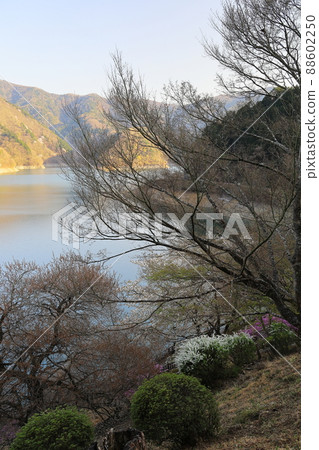 追著奧多摩的小櫻 88602250