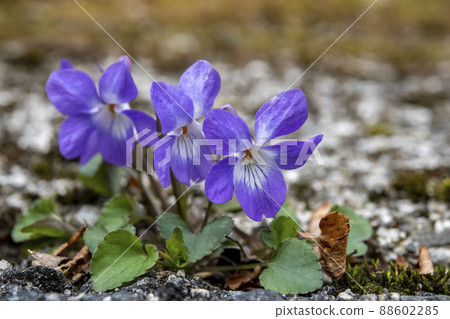 Viola grypocera Viola grypocera 88602285