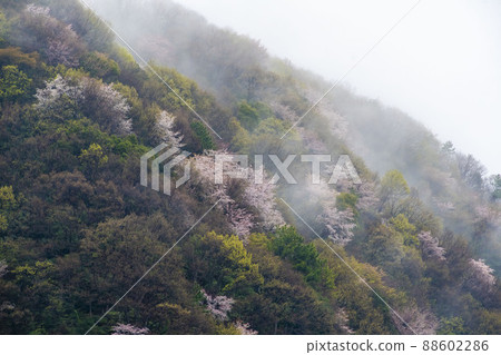 Wild cherry blossoms and fog after the rain Wild cherry blossoms and fog after the rain 88602286
