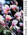 Beautiful magnolia tree blossom in spring. Pink magnolia flowers on a tree branch. 88602306