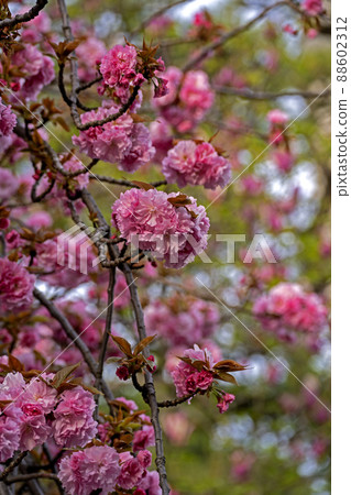 八神川兩岸盛開的重瓣櫻花“關山”正在盛開。 88602312