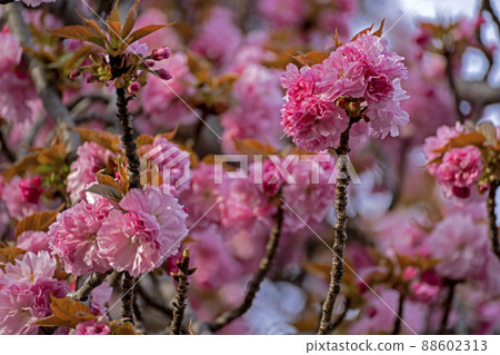 八神川兩岸盛開的重瓣櫻花“關山”正在盛開。 88602313