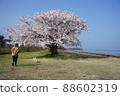 A row of cherry blossom trees along Lake Biwa 88602319
