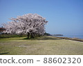 A row of cherry blossom trees along Lake Biwa 88602320