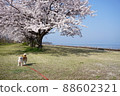 A row of cherry blossom trees along Lake Biwa 88602321