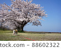 A row of cherry blossom trees along Lake Biwa 88602322
