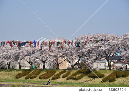 Carp streamer Carp streamer 88602524