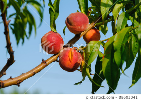 Peaches growing on a tree. Fresh peach tree Peaches growing on a tree. Fresh peach tree 88603041