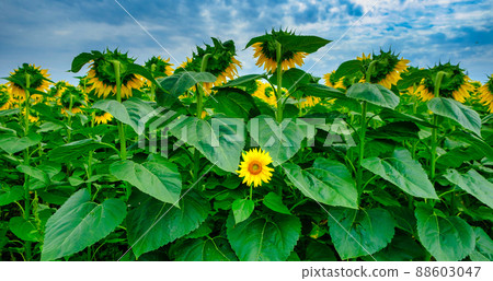 Individuality symbol and independent thinker concept and new leadership concept or individuality as a group of sunflowers on a field with one individual sunflower in the opposite direction 88603047