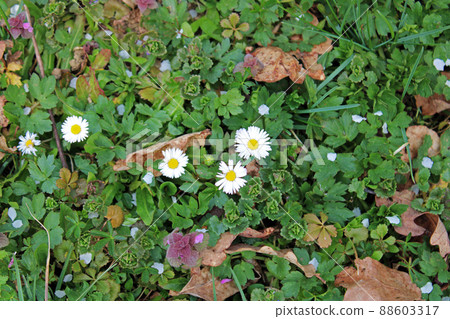 Blooming springtime's fields, daisy in the countryside near Zagreb, Croatia 88603317