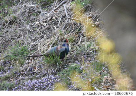 pheasant pheasant 88603676