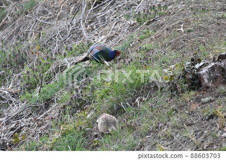 pheasant pheasant 88603703
