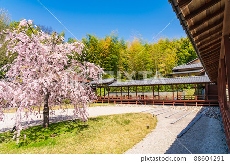 Fumonen of Hachikoyama Kosho-ji Temple, cherry blossoms in full bloom <Nagoya City, Aichi Prefecture> Fumonen of Hachikoyama Kosho-ji Temple, cherry blossoms in full bloom <Nagoya City, Aichi Prefecture> 88604291