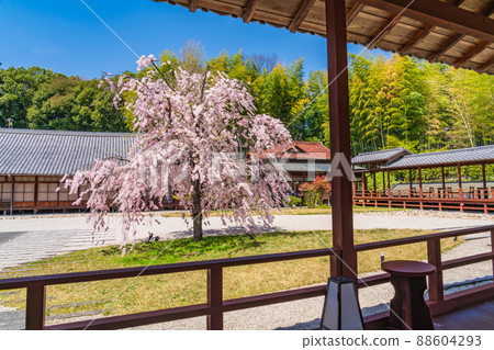 八公山興勝寺的布紋園,盛開的櫻花<愛知縣名古屋市> 八公山興勝寺的布紋園,盛開的櫻花<愛知縣名古屋市> 88604293